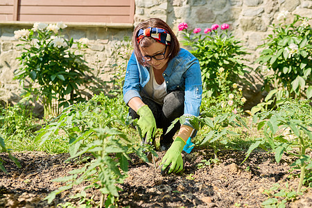 女人在春天花园的温室里 照看年轻的番茄植物苗圃图片