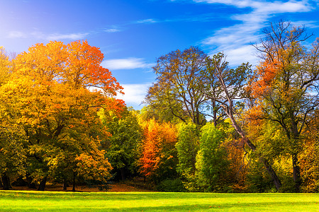 秋天的景色 秋天 红色和黄色的树木和树叶在阳光下 与黄色树和太阳的美好的秋天风景 公园里五颜六色的树叶 落叶自然背景自然公园草地图片