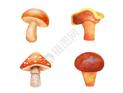 水彩色插图 用Fly Agaric蘑菇和boletus绘制 手画了毒真菌 在白色背景上隔离的一组森林可爱蘑菇图片