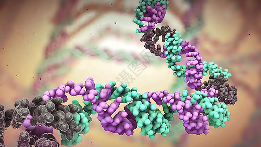 DNA不断受到活性化学和自然辐射的侵袭以及基因组生物学代码疾病生活染色体生物旋转螺旋细胞图片