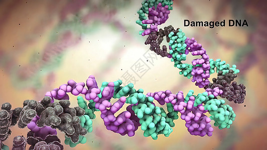 DNA不断受到活性化学和自然辐射的侵袭以及克隆遗传研究原子染色体公式螺旋损害旋转细胞图片