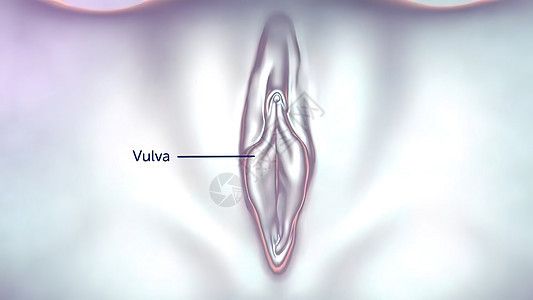 3D 女性生殖器官解剖术 Uterus激素遗传子宫工作室生物运动排卵性别宫颈外阴背景图片