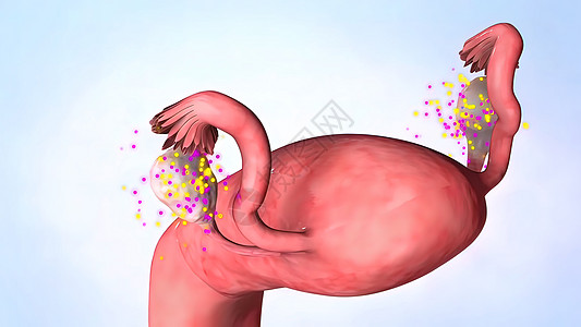 女性雌激素激素激素分泌3D插图荷尔蒙语料库颈椎病生长回收身体激素黄体雌激素怀孕图片