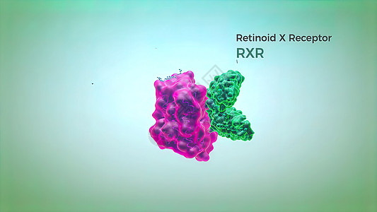 维他命D受体是核受体家庭转录因数的成员之一神经元动作生物学冲动紫色微生物学风暴蓝色头脑生物图片