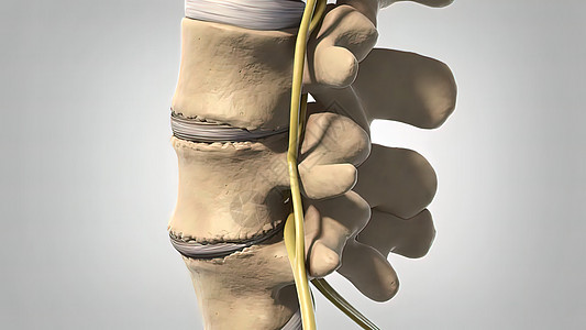 3d 解析性分离光线三维插图手指光盘椎间肩膀脊柱科学蓝色保健骨骼腰椎图片