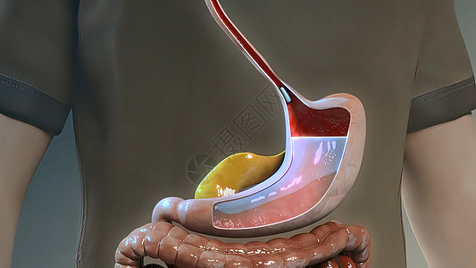 胃肠道营养吸收的生理学考虑按摩师渲染男人疼痛医药学习教育生物学整脊消化图片