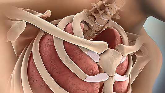 斗图动画素材医学骨骼肋骨骨折阴影插图肩膀人体技术药品关节疼痛身体动画背景