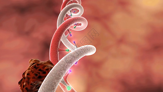 DNA 紊乱 搁浅 科学化学与医学概念螺旋代码医疗硬化克隆生物学基因疾病公式遗传学图片