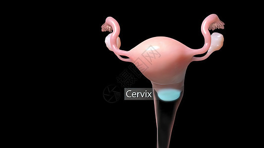 女性生殖系统图示 妇女生殖系统怀孕身体管子宫颈排卵药品卵巢妇科输卵管子宫图片