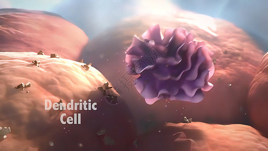 丁二烯细胞是哺乳动物免疫系统的抗原显影细胞医疗免疫学药品白色科学预防生物学细胞白细胞渲染图片