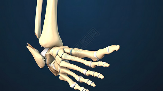 3D显示骨折塔卢斯骨骼图片