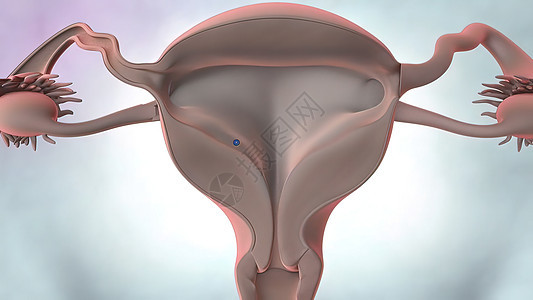 3D说明 女性生殖器官解剖医疗科学身体工作室肌肉器官生物遗传激素经期图片