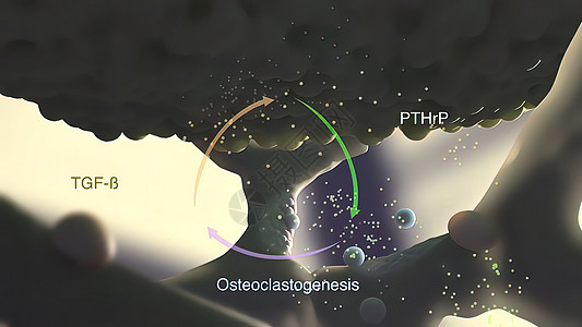 骨质激素是一种细胞 它分解骨骼组织 释放钙供身体使用修理审查骨细胞数字格式软骨科学生物学生长平移图片