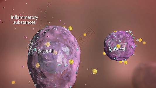 免疫系统中的巴索菲和杆细胞酵素共轭抗原细菌细胞攻击宏观胰腺病原预防图片