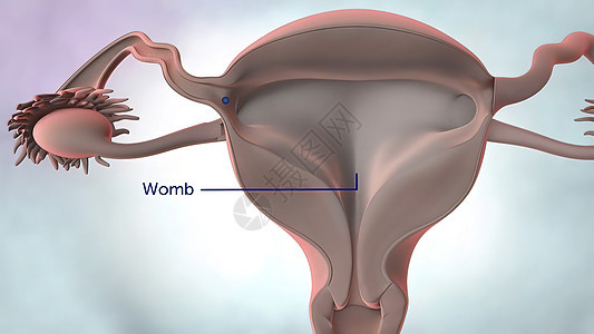 3D说明 女性生殖器官解剖经期身体科学宫颈激素输卵管子宫卵巢教育遗传背景图片