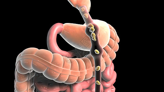 食物通过消化道流经消化系统体积肠道作品尿道过程背景原理图循环图片