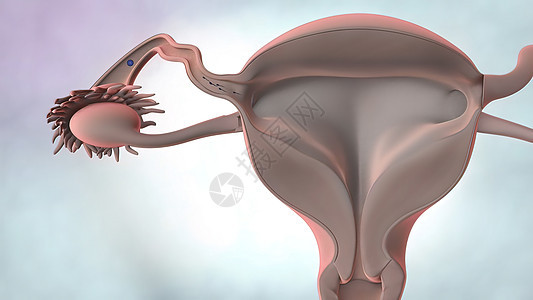 3D说明 女性生殖器官解剖身体插图教育月经娱乐科学药品肌肉生殖器女士背景图片