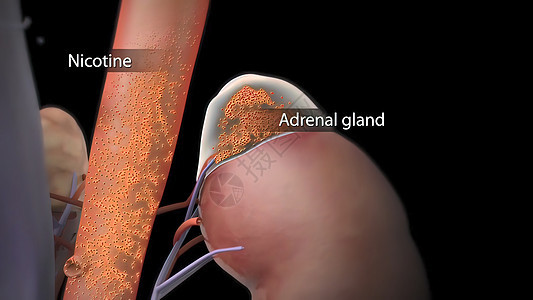 以尼古丁填充肾道药品器官疾病粒状医院糖尿病细胞诊断损害插图背景图片