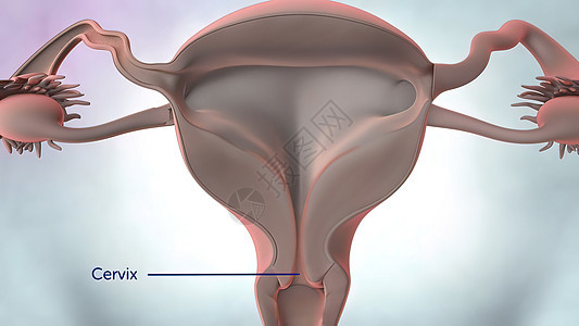 3D说明 女性生殖器官解剖肌肉器官怀孕女士教育身体激素遗传排卵医疗图片