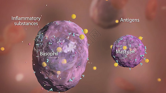 免疫系统中的巴索菲和杆细胞攻击防御细胞癌细胞酵素吞噬细胞白细胞抗原淋巴微生物图片