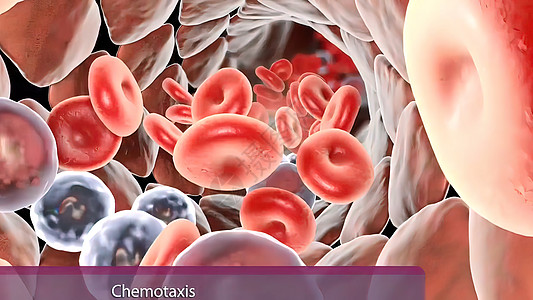 免疫系统中的白血细胞和抗原疾病病原微生物生物学吞噬细胞预防共轭攻击淋巴癌细胞图片