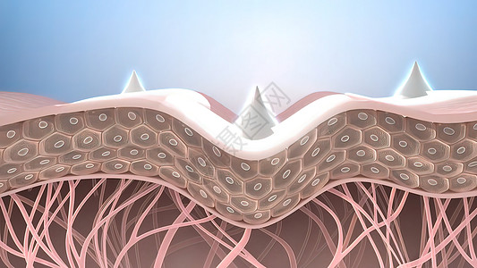 地层结构皮肤的润湿和紧紧颜料细胞静脉皮脂腺痛苦晒斑太阳科学卵泡症状背景