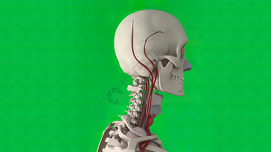 头骨是一种骨骼结构 形成脊椎动物的头部基底并发症器官流量血管障碍卫生供应大脑中脑图片
