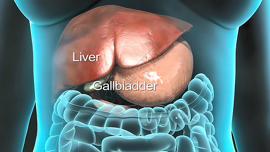 人类内部器官 肝脏 胰腺 胆囊代谢医学石头科学插图药品手术回肠消化系统卫生图片