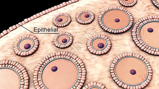 卵巢综合细胞角状温度皮下肿瘤动画产科卵巢女性器官科学妇科输卵管女士卡通片图片