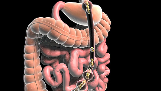 食物通过消化道流经尿道消化系统原理图消化系统宽慰大肠膀胱技术背景图片