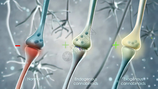 人神经系统 即神经系统原子生物保健医疗能量情感科学脉冲解剖学网络图片