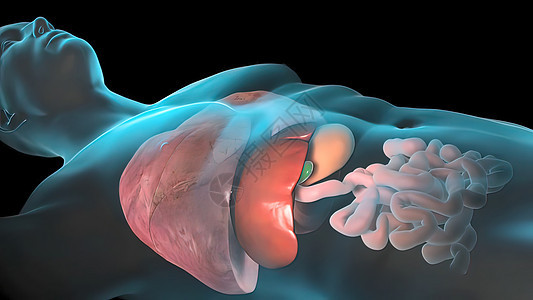 人类内部器官 肝脏 胰腺 胆囊生物学药品胃肠道男性消化图表冒号卫生回肠疾病图片