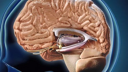 Hippocampus是一个复杂的大脑结构 深植于时间叶中真实感疼痛神经元皮层智力蓝色动画教育解剖学垂体图片