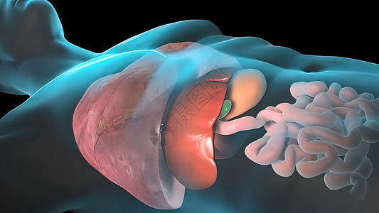 人类内部器官 肝脏 胰腺 胆囊药品手术疾病人体代谢外科胃肠道身体膀胱冒号图片