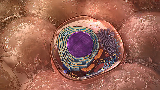 单体细胞 核和有机物及等离子膜的部件解剖学教育横截面科学染色体结构药品环形身体网状图片