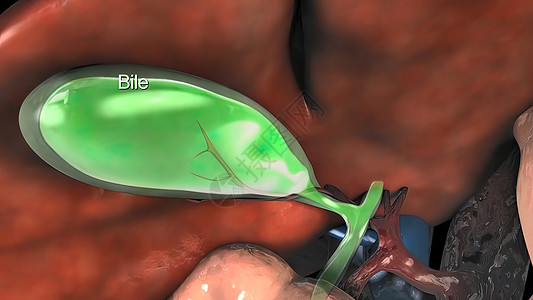 Bile是肝脏产出的 一种苦味 深绿色和黄黄色的棕色液体生物学静脉动脉解剖学葡萄糖胆囊糖尿病内分泌器官教育图片