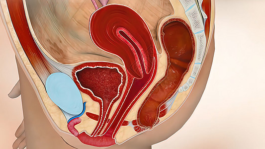 3D 医学插图 女性生殖系统 月经周期医疗癌症怀孕妇科子宫激素身体药品纤维生育力图片