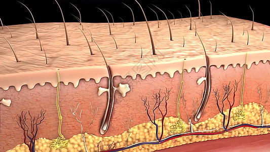 皮肤解解剖结构卵泡细胞组织艺术癌症头发痛苦火焰生物学图层图片