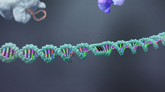 诱导或抑制基因表达的机制代谢总站卫生技术翻译螺旋基因组药品酵素保健图片