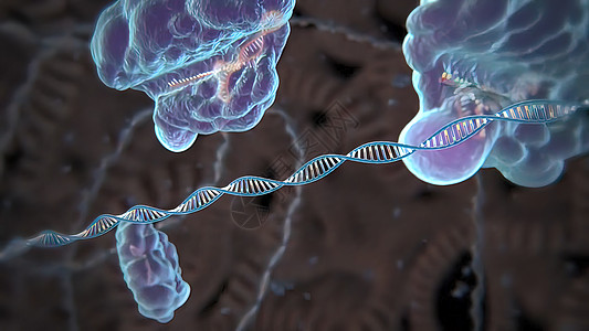诱导或抑制基因表达的机制基因组酵素残渣翻译制药总站生物技术化学药品图片