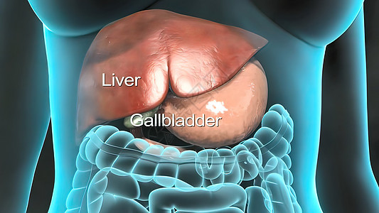 人类内部器官 肝脏 胰腺 胆囊膀胱科学消化系统生物学组织药品冒号外科手术保健图片