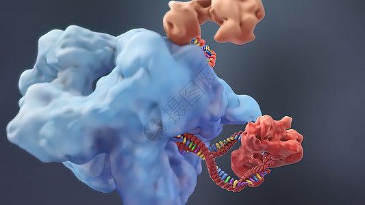 诱导或抑制基因表达的机制基因组酵素药品翻译生物制药科学药店保健物质图片