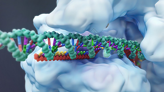 诱导或抑制基因表达的机制螺旋药理总站残渣物质技术特异性生物化学配体图片