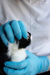 一名兽医在诊所检查黑猫牙的病历医院预防小猫手套疾病蓝色诊断疼痛宠物治疗图片