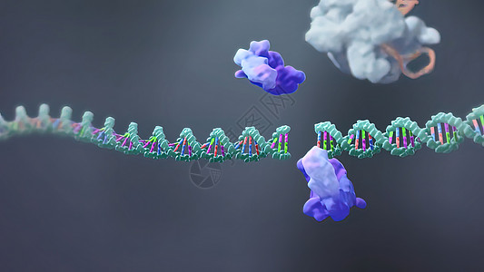 诱导或抑制基因表达的机制总站酵素生物学特异性螺旋保健药店生物代谢卫生图片