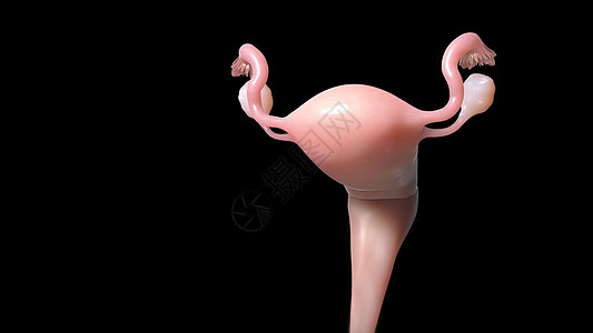 女性生殖系统图示 妇女生殖系统绘画卵子子宫施肥管子妇科癌症输卵管药品插图图片