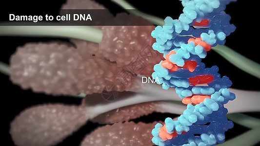 DNA不断受到活性化学和自然辐射的侵袭以及染色体基因组旋转细胞药品研究遗传学疾病遗传生物图片