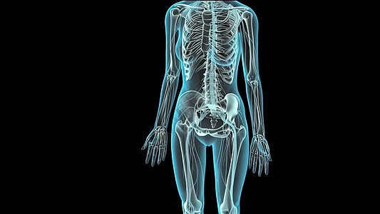 人类黑背景皮肤系统 3D弯头软骨治疗髌骨信息解剖学半径肋骨骨骼肌肉图片