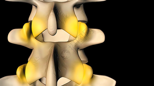 脊椎绳索 正常的横交盘3D器官系统解剖学骨赘骨头关节腰椎神经学家疾病椎骨图片