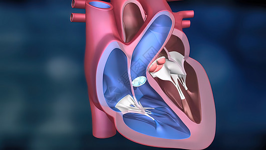 心脏工作系统 通过人体血液抽血设计生理心血管动脉疼痛解剖学科学插图图表心脏病图片